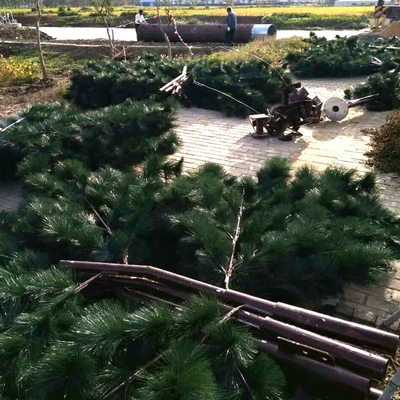 Pine Camouflage Cell Towers Hot Dipped A123 Fake Tree