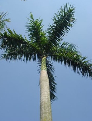 Camouflage Telecommunication Towers Customized Disguised Coconut Cell Communication Towers
